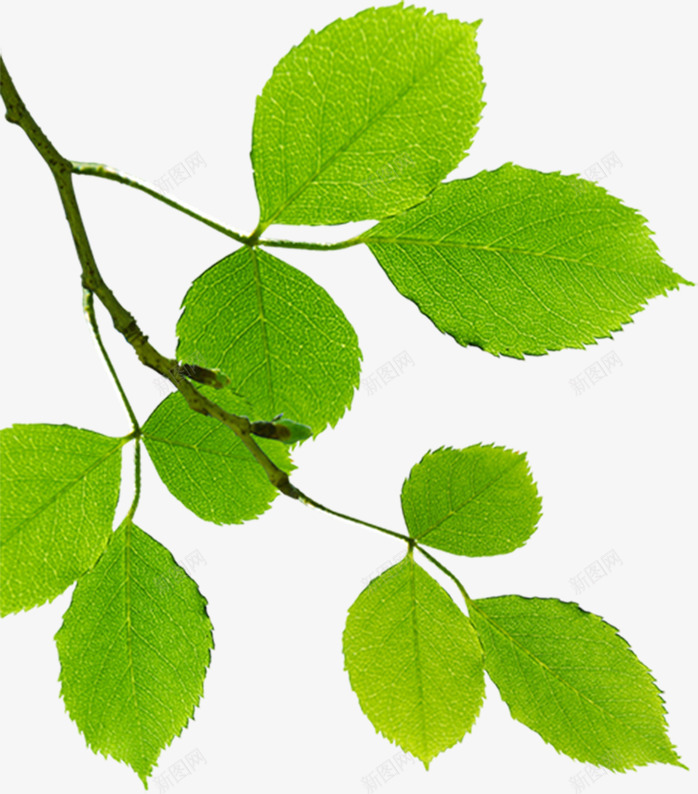 绿色清爽春天植物树叶png免抠素材_新图网 https://ixintu.com 春天 树叶 植物 清爽 绿色