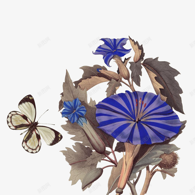 复古水墨牵牛花png免抠素材_新图网 https://ixintu.com 古风 唯美 喇叭花 复古 插图 水墨 水墨牵牛花 牵牛花 设计