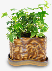 绿色植物摆件装饰室内png免抠素材_新图网 https://ixintu.com 室内 摆件 绿色植物 装饰