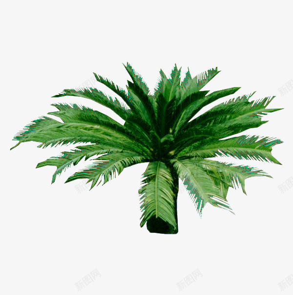 铁树png免抠素材_新图网 https://ixintu.com 枝条 植物 绿叶