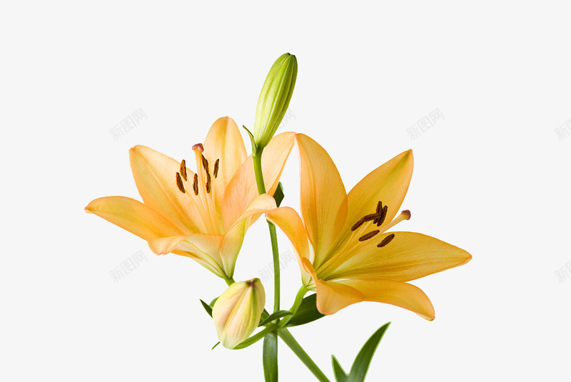 黄色百合花花朵png免抠素材_新图网 https://ixintu.com 免抠 免抠下载 植物 温馨 白合花 花卉 鲜花 黄色百合花花朵