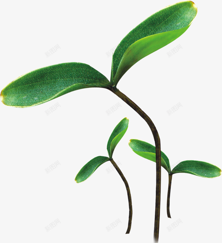 小嫩芽png免抠素材_新图网 https://ixintu.com 小苗 植物 绿色 芽