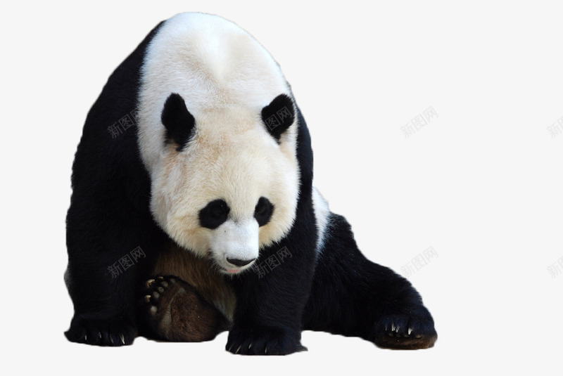 熊猫国宝宝物珍贵稀有png免抠素材_新图网 https://ixintu.com 可爱 呆萌 国宝 熊猫