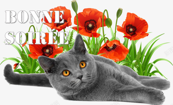 实拍黑色可爱猫咪表情花朵背景png免抠素材_新图网 https://ixintu.com 产品实物 盯着看表情 花朵背景 黑色猫咪