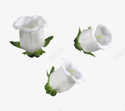 线描花草植物花卉png免抠素材_新图网 https://ixintu.com 手绘花卉素材 水彩花卉素材 装饰图案