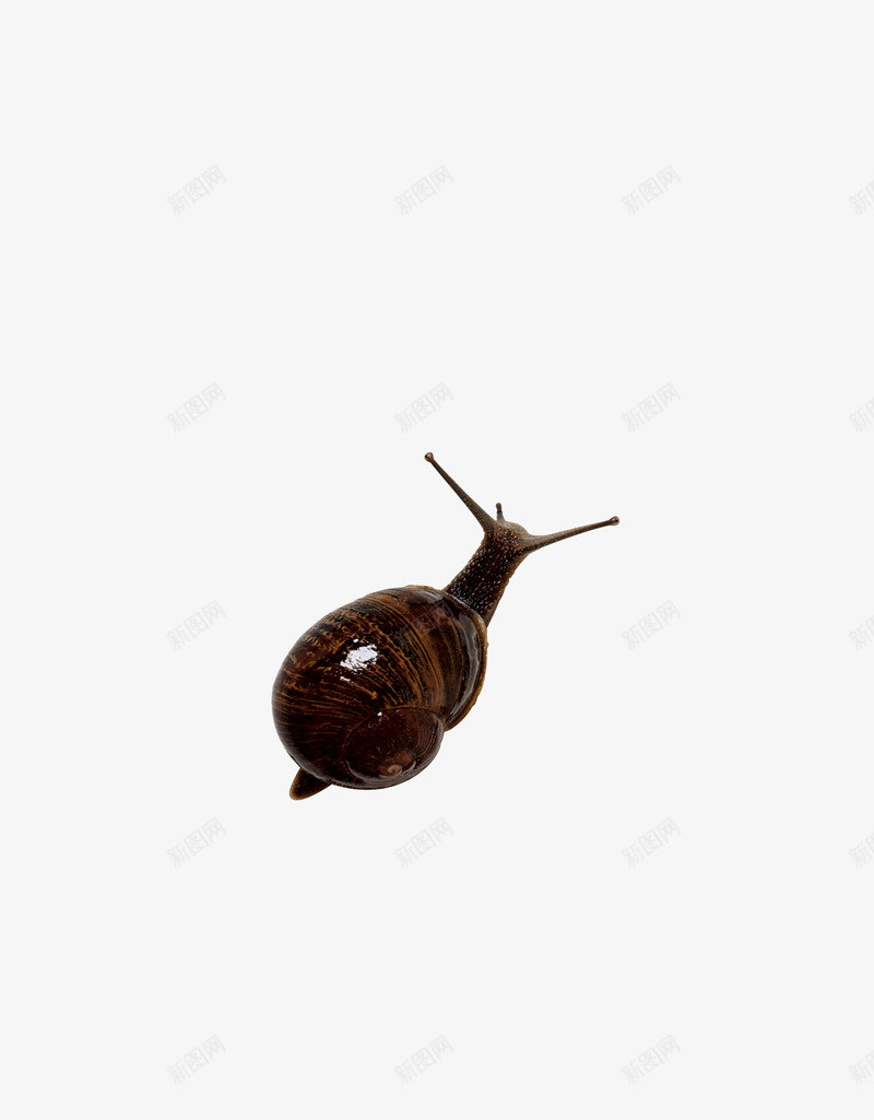 昆虫虫子png免抠素材_新图网 https://ixintu.com 可爱 昆虫 虫 虫子 虫类 虫虫 蜗牛