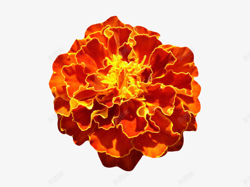 红色有观赏性阳光照射的一朵大花png免抠素材_新图网 https://ixintu.com 一朵大花 好运 植物界 种类 红色有观赏性阳光照射的一朵大花实物免费下载 聚拢 花冠 花卉 花托 花萼 草本植物 阳光