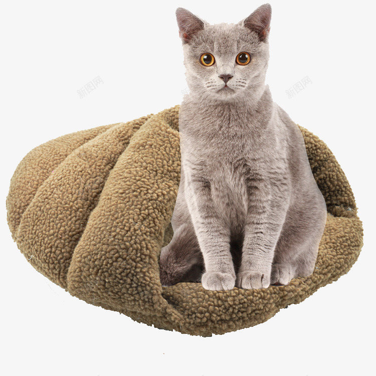 睡袋中的猫咪png免抠素材_新图网 https://ixintu.com 产品实物 宠物猫 灰白色 猫咪 睡袋