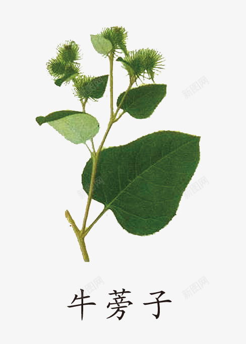 中药牛蒡子png免抠素材_新图网 https://ixintu.com 中药材 手绘 植物 绿色 药材
