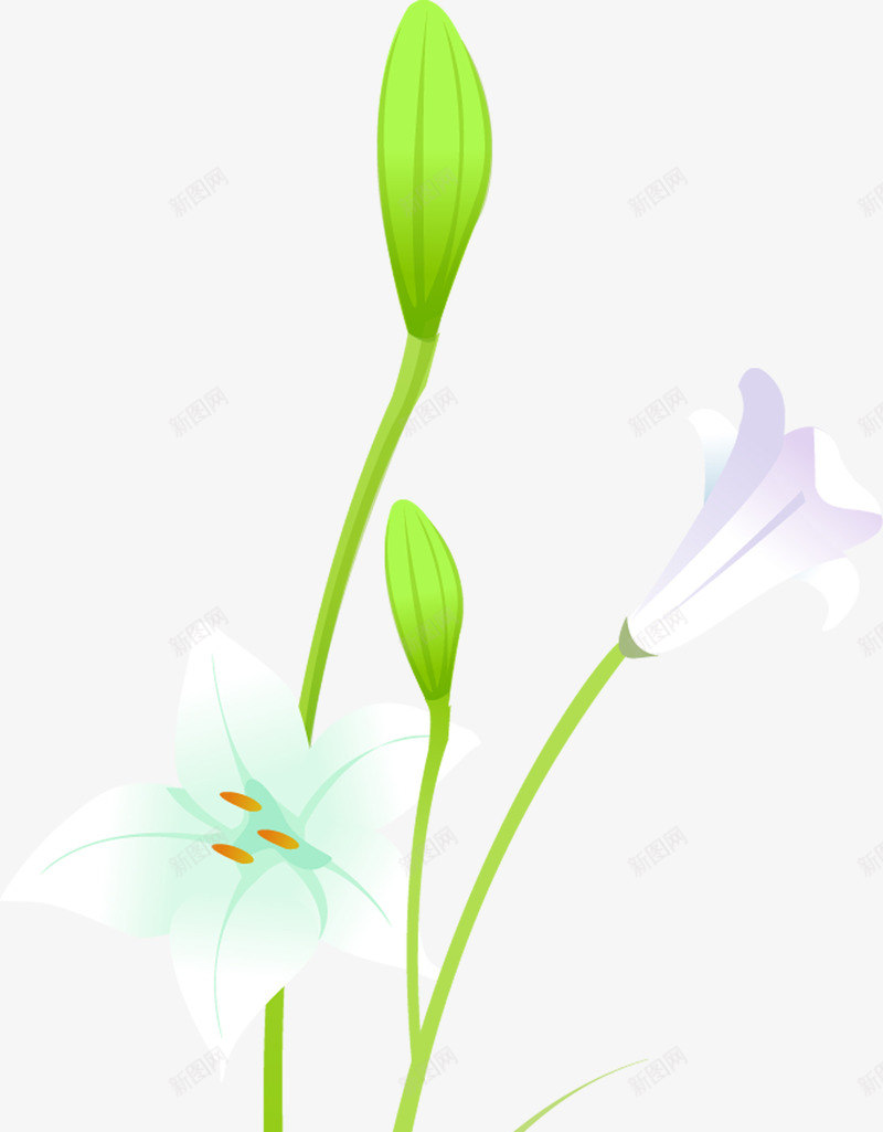 喇叭花白色花朵植物png免抠素材_新图网 https://ixintu.com 喇叭花 植物 白色 花朵