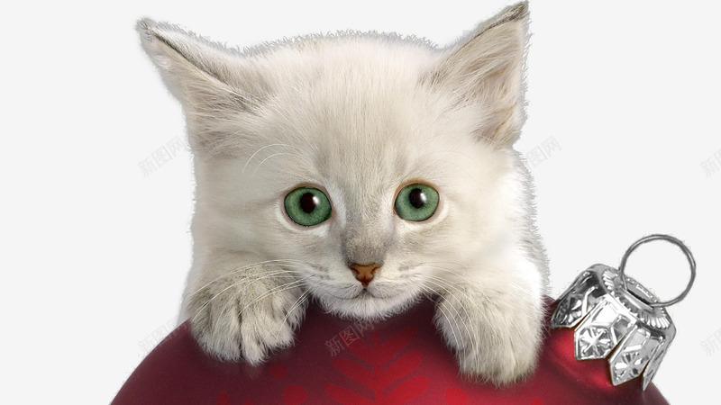 萌萌的白色猫咪png免抠素材_新图网 https://ixintu.com 动物 可爱 猫咪 萌萌哒