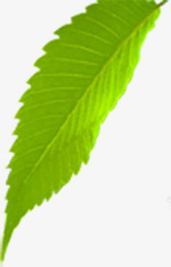 绿色清爽树叶美景手绘美景png免抠素材_新图网 https://ixintu.com 树叶 清爽 绿色 美景