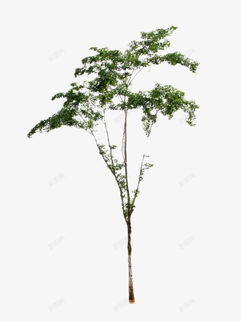 绿色的小树苗png免抠素材_新图网 https://ixintu.com PNG图形 PNG装饰 小树苗 植物 绿叶 装饰