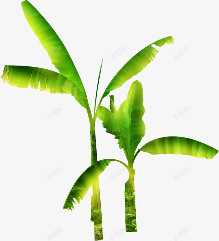 绿色热带植物png免抠素材_新图网 https://ixintu.com 植物 热带 绿色