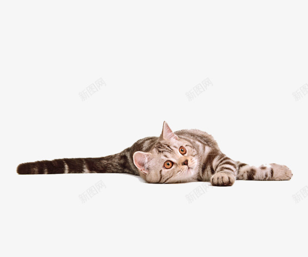 慵懒猫咪png免抠素材_新图网 https://ixintu.com 可爱 实物 慵懒 猫 猫咪