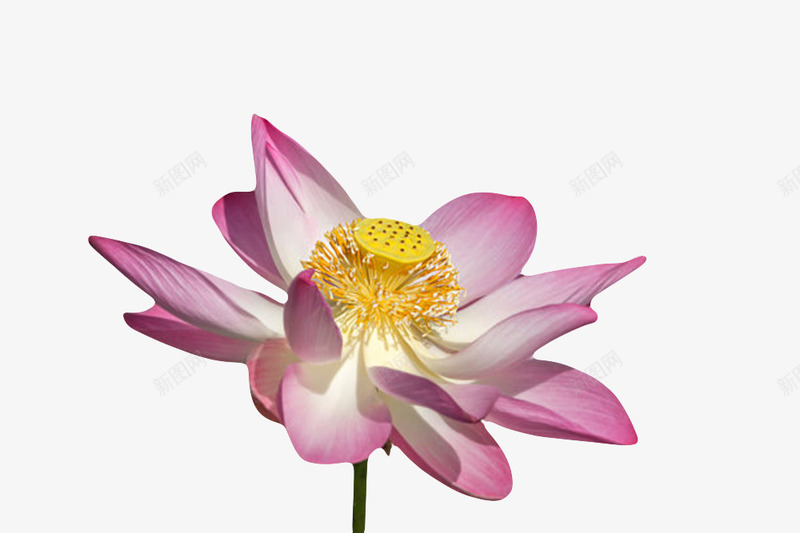 粉红色纯洁的黄色莲蓬的水芙蓉实png免抠素材_新图网 https://ixintu.com 印度国花 山龙眼目 水旦 水芙蓉 照射 粉红色纯洁的黄色莲蓬的水芙蓉实物免费下载 芙蓉 芙蕖 花瓣 花蕾 莲子 莲花 莲蓬 阳光 鞭蕖
