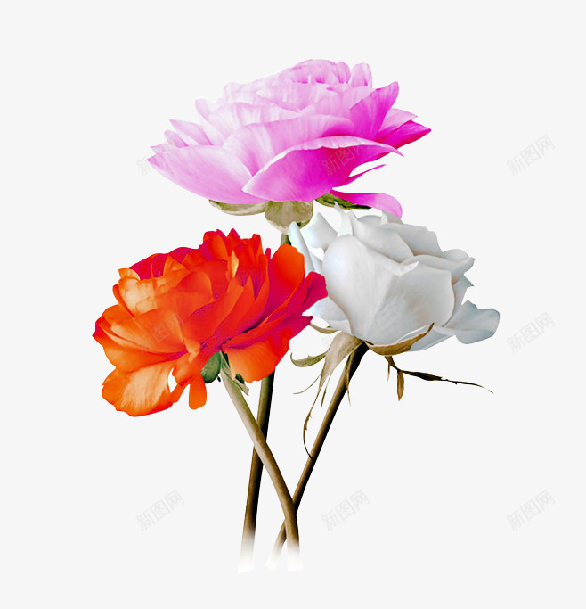 三朵玫瑰花png免抠素材_新图网 https://ixintu.com 开花 橘色 玫瑰 白色 花瓣 阳光 黄玫瑰 黄色