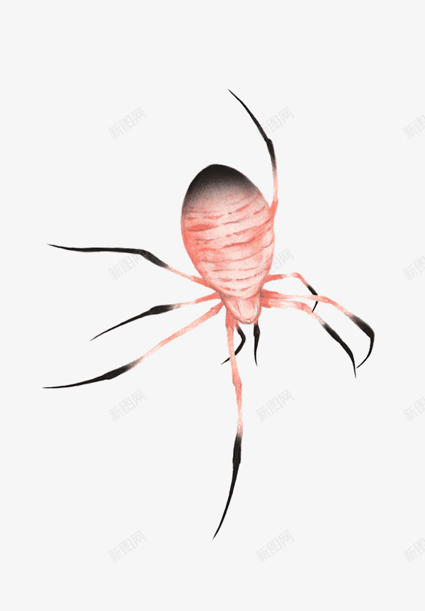 蜘蛛png免抠素材_新图网 https://ixintu.com 写实 多腿 手绘 昆虫 粉色