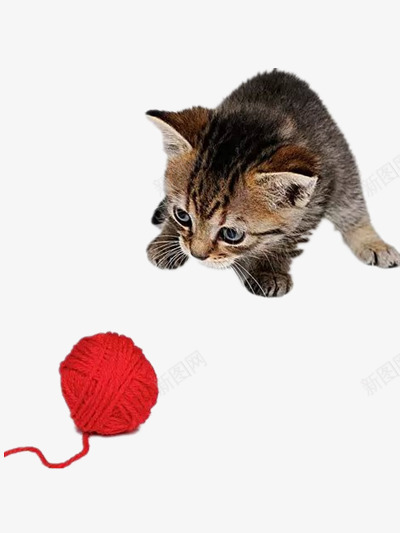 猫咪png免抠素材_新图网 https://ixintu.com 动物 喵星人 宠物
