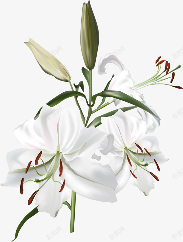 手绘花朵png免抠素材_新图网 https://ixintu.com 白色 百合花 盛开