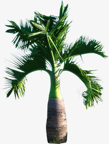 热带植物园林绿化png免抠素材_新图网 https://ixintu.com 园林 植物 热带 绿化
