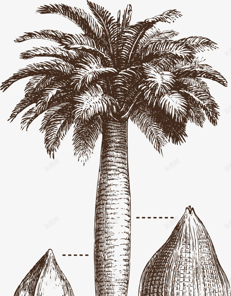 南方植物矢量图ai免抠素材_新图网 https://ixintu.com 南方 果实 热带雨林 热带雨林树 热带雨林树叶 热带雨林植物 矢量图