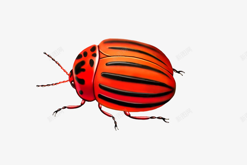 昆虫png免抠素材_新图网 https://ixintu.com 卡通手绘昆虫图片 图片小虫子 爬行的虫子 瓢虫图片 装饰 装饰图片