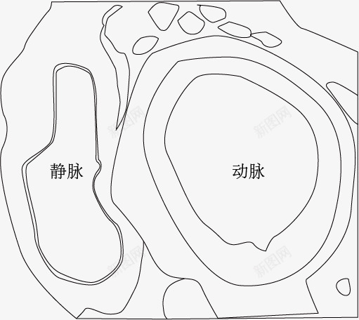 动脉和静脉横切图png免抠素材_新图网 https://ixintu.com 剖面图 动脉 医学 手绘 生物教学 细胞结构 细胞结构图 静脉