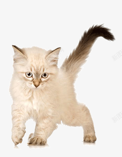 宠物猫png免抠素材_新图网 https://ixintu.com 动物 猫 猫咪 生物