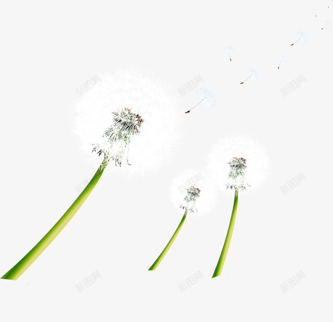 白色纷飞蒲公英造型png免抠素材_新图网 https://ixintu.com 白色 纷飞 蒲公英 造型