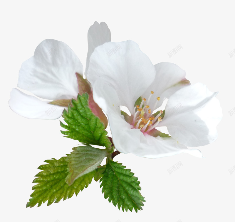 花卉标签花草线描png免抠素材_新图网 https://ixintu.com ps花卉素材 创意花草图片 国画花卉素材 线描花卉 花卉矢量图 花卉矢量图素材 花草ps素材