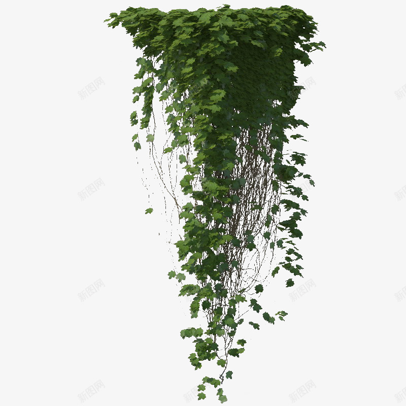 多条鲜草绿色垂吊植物png免抠素材_新图网 https://ixintu.com 垂吊 垂吊植物 多条鲜草绿色垂吊植物 植物 绿色植物 鲜草