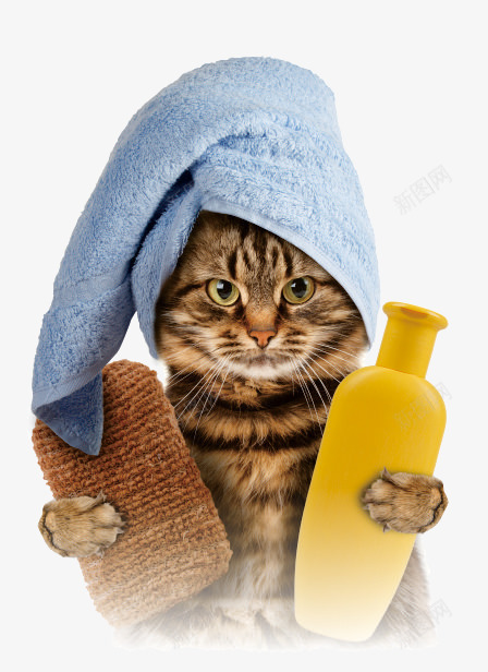 宠物猫咪洗澡png免抠素材_新图网 https://ixintu.com 宠物 沐浴 洗澡 猫咪 猫洗澡
