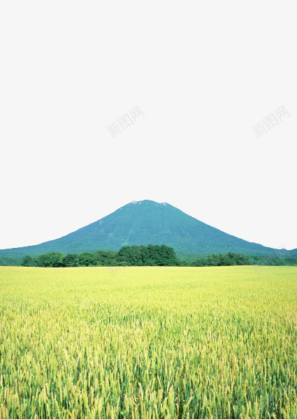 绿色稻田png免抠素材_新图网 https://ixintu.com 丰收 稻田 稻穗 谷物 麦田
