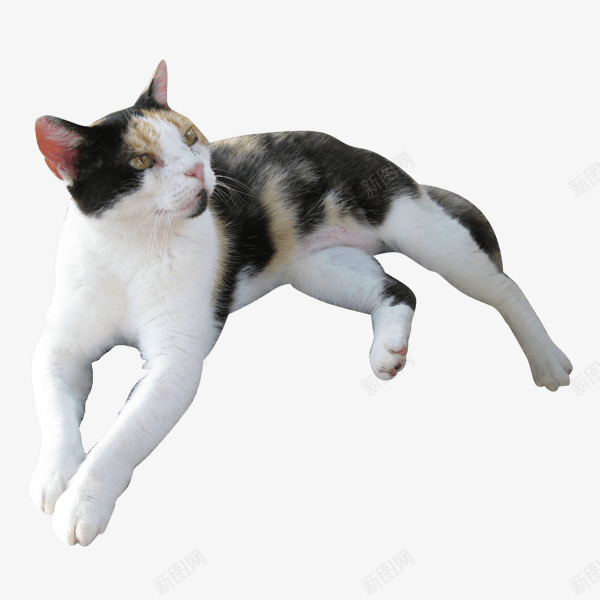 慵懒的猫咪png免抠素材_新图网 https://ixintu.com 动物 慵懒 猫咪