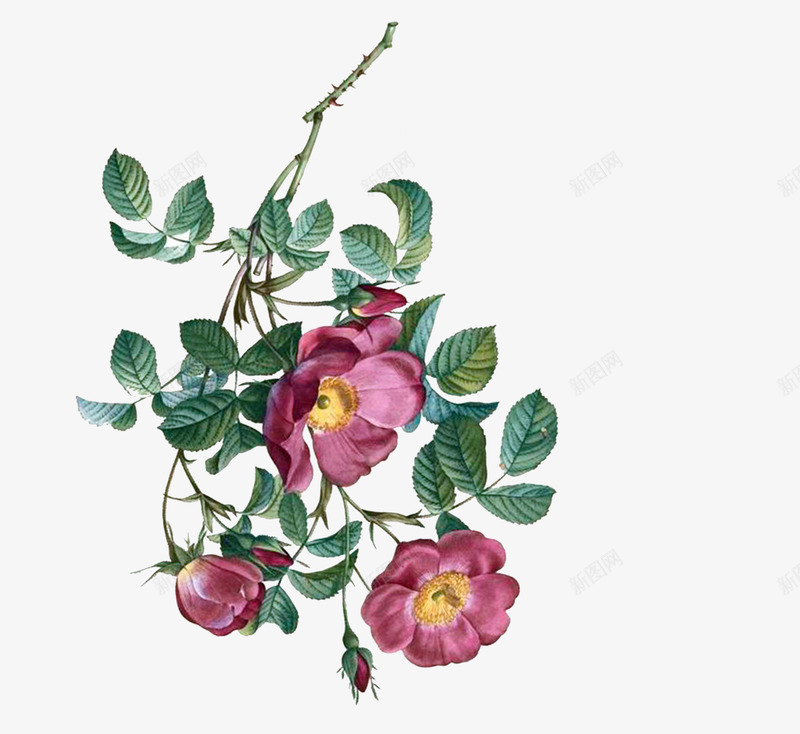 紫色月季花png免抠素材_新图网 https://ixintu.com png图形 png装饰 月季花 植物 绿叶 花朵 装饰