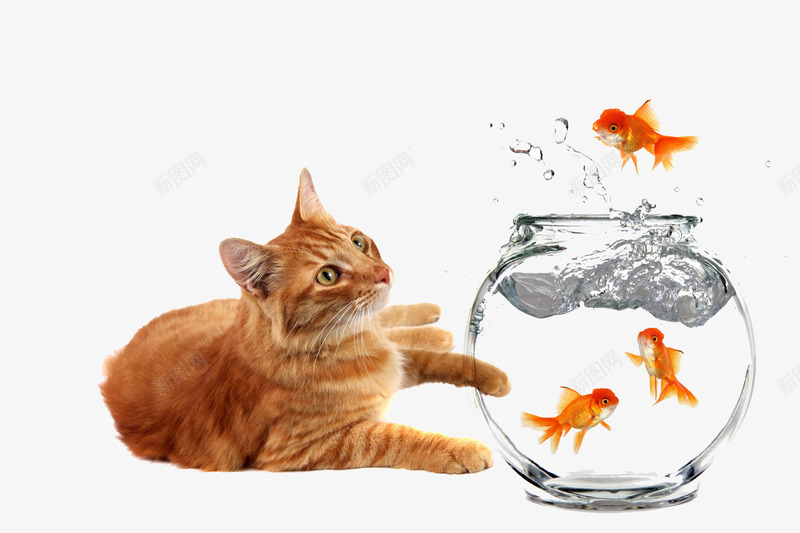 耍鱼的猫咪png免抠素材_新图网 https://ixintu.com 猫咪 玩耍 金鱼 鱼缸