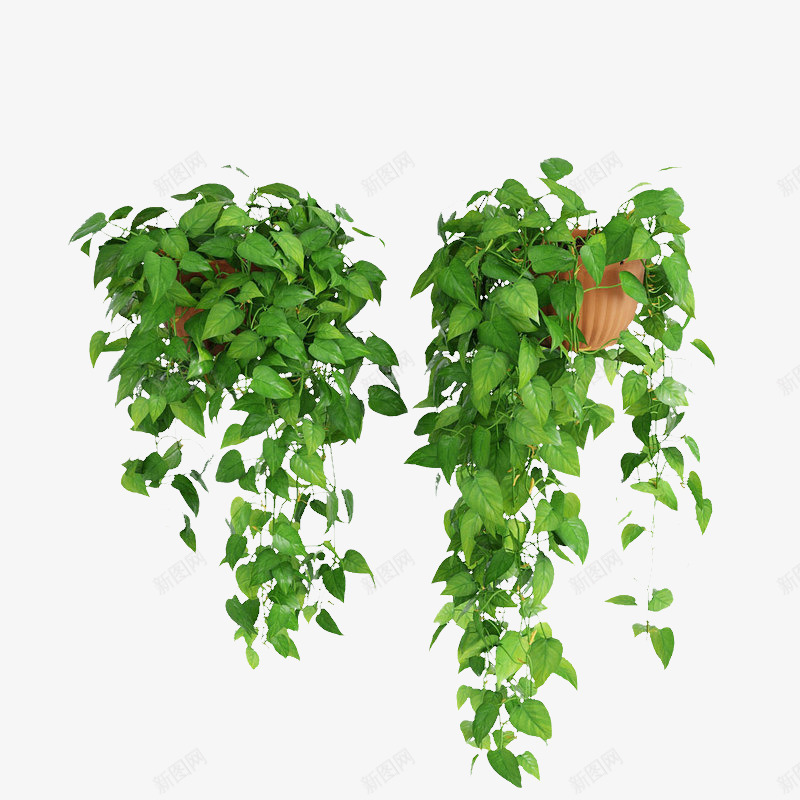 两盆鲜草绿色垂吊植物png免抠素材_新图网 https://ixintu.com 两盆鲜草绿色垂吊植物 垂吊 垂吊植物 植物 绿色植物 鲜草