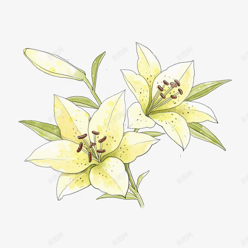 手绘黄色百合花png免抠素材_新图网 https://ixintu.com lily 手绘 插画 植物 水彩 水彩百合 百合 百合花 花卉 黄百合