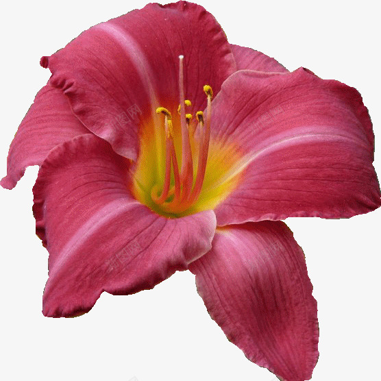 线描花草花卉图案图标png_新图网 https://ixintu.com 国画花草素材 手绘装饰素材 花卉ps素材 花卉线描 装饰图标