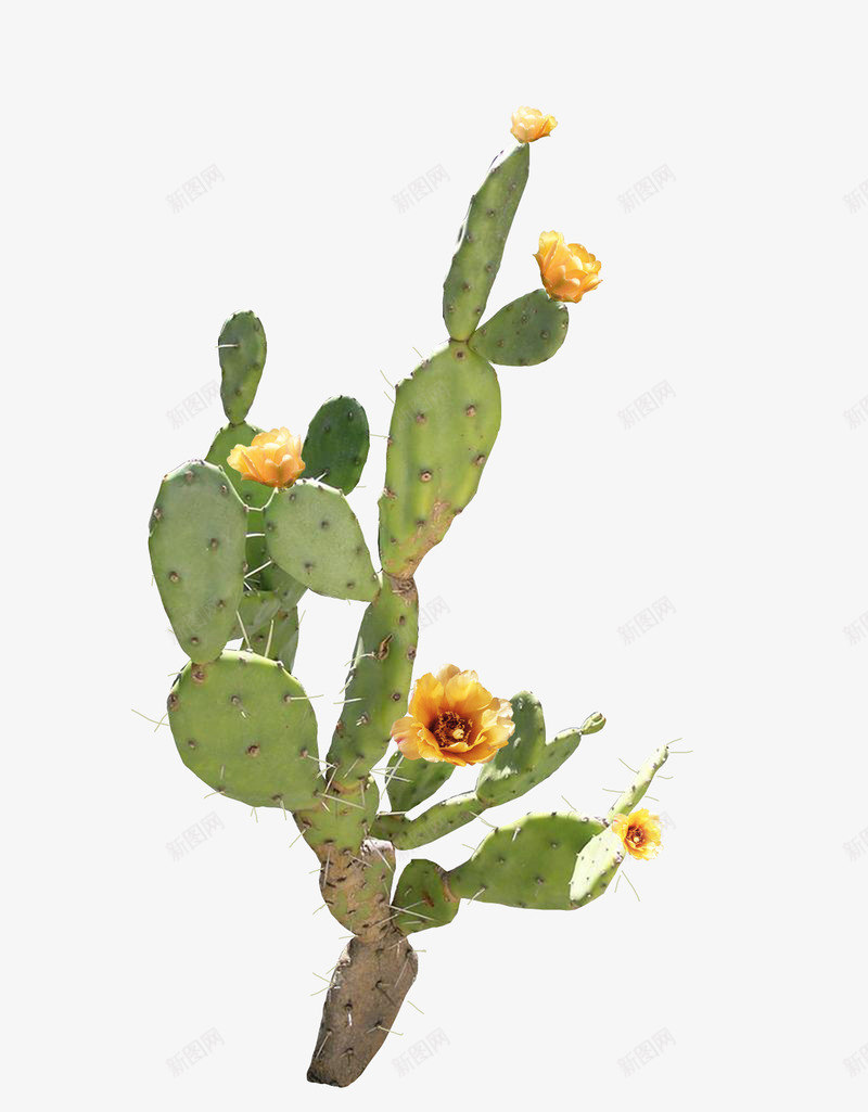 开黄色花的仙人掌png免抠素材_新图网 https://ixintu.com 仙人掌 植物 花卉 贴图