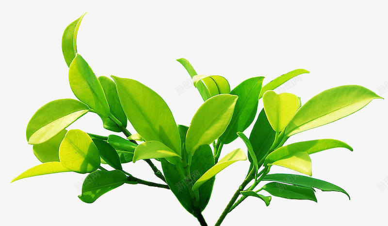 绿色树叶草本植物png免抠素材_新图网 https://ixintu.com 树叶 绿色 草本植物