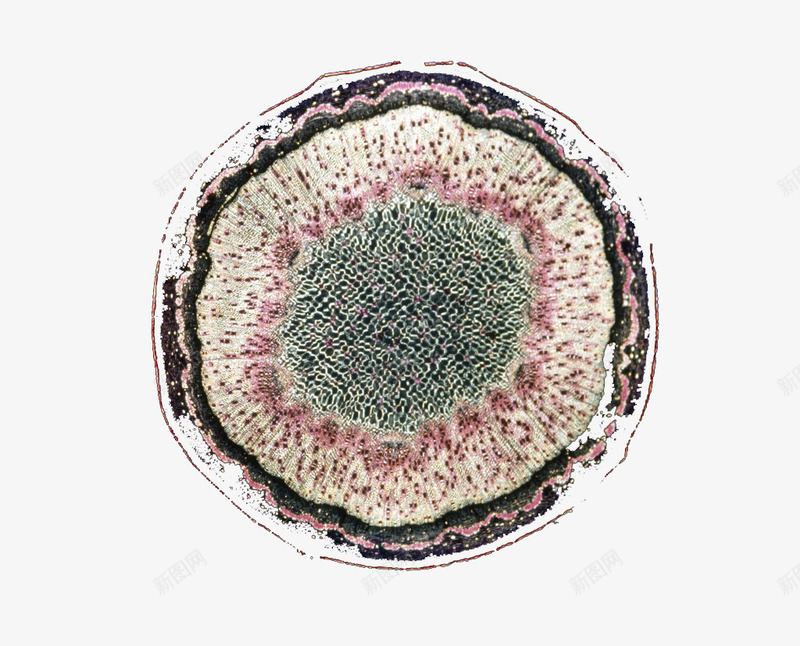 动植物细胞生物细胞png免抠素材_新图网 https://ixintu.com 动植物细胞 医疗教学 教学图示 生物教学 生物科学 生物细胞 自然科学
