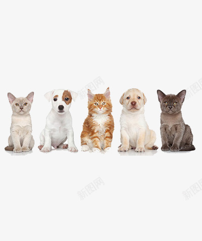 萌宠猫狗png免抠素材_新图网 https://ixintu.com 动物 狗狗 猫咪 萌宠