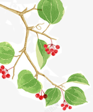 夏日清爽创意植物树叶果实png免抠素材_新图网 https://ixintu.com 创意 夏日 果实 树叶 植物 清爽