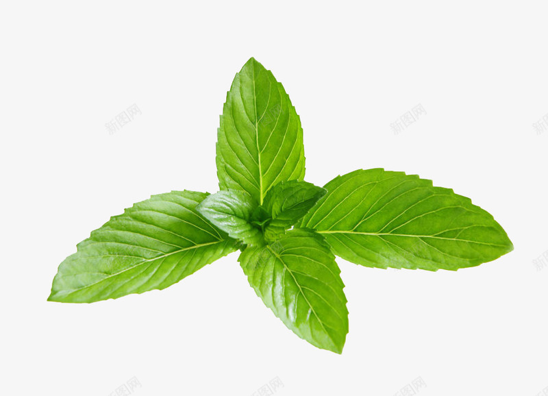 绿色薄荷png免抠素材_新图网 https://ixintu.com 卡通手绘 植物 水彩画 绿色薄荷 装饰图案