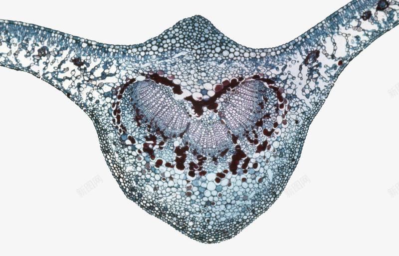 生物细胞教学图示png免抠素材_新图网 https://ixintu.com 动植物细胞 医疗教学 教学图示 生物教学 生物科学 生物细胞 自然科学
