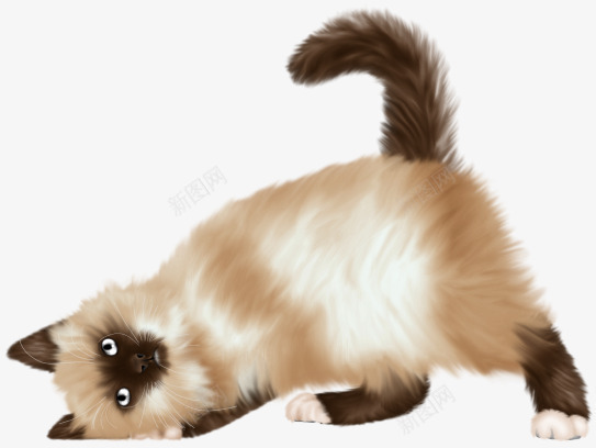 歪头的猫咪png免抠素材_新图网 https://ixintu.com PNG素材 尖耳 棕色 猫咪 萌宠