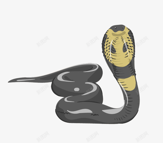 剧毒眼镜蛇png免抠素材_新图网 https://ixintu.com 剧毒 山万蛇 毒蛇 眼镜蛇