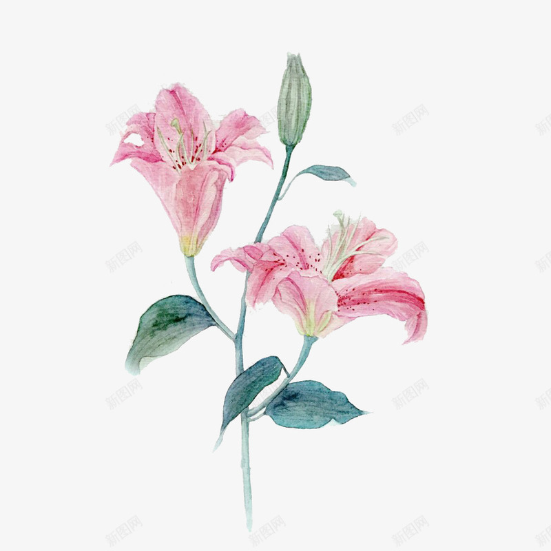 粉色百合花手绘png免抠素材_新图网 https://ixintu.com 手绘 百合花 粉色 粉色素材